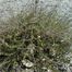 Swamp Birch (Betula nana)